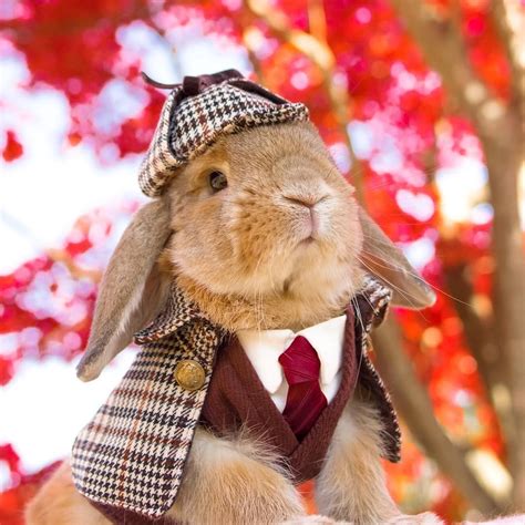 cute rabbit costume